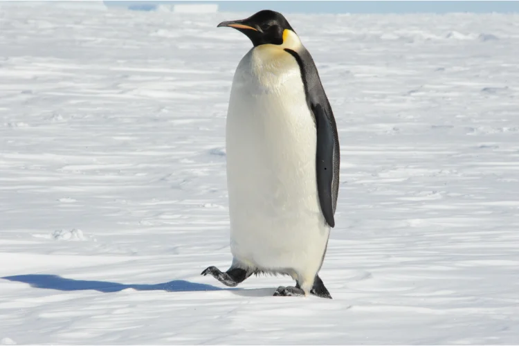 Why So Many People Relate to the Nihilist Penguin